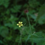 Geel nagelkruid (Geum urbanum)